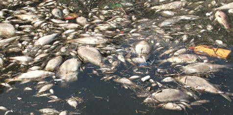 Une pollution au cyanure a touché la Sambre provoquant la mort par asphyxie de milliers de poissons