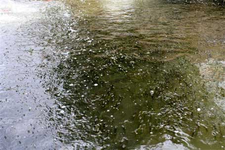 De nombreux poissons agonissaient en surface entre l’écluse située non loin de l’usine Floridienne et le pont de Brantignies