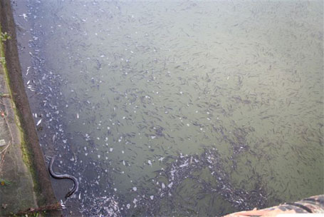 Des milliers de cadavres de poissons de toutes tailles couvraient la surface de l'eau