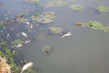 Des milliers de cadavres de poissons couvraient la surface de l'eau